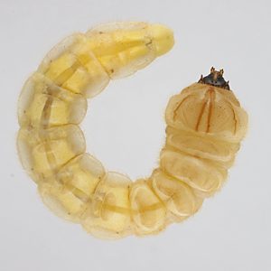 Temognatha mitchellii, PL4533A, larva, in EtOH (dorsal), SE, 35.0 × 5.8 mm